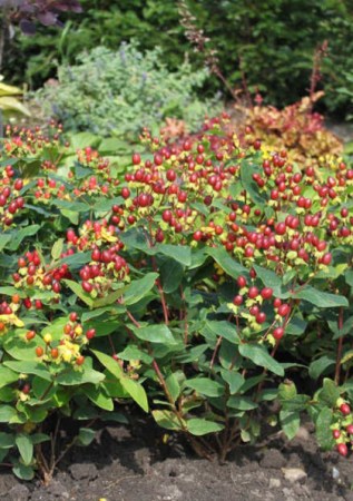 HYPERICUM Elstead